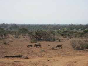 Warthogs (MAK)