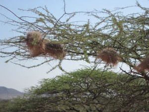 Weaver bird nests (MAK)