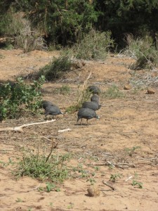 Helmeted guinea fowl (MAK)