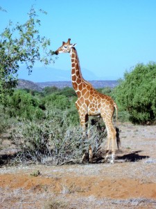 Giraffe (MAK)