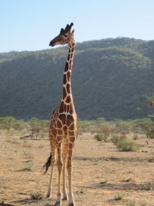 Giraffe