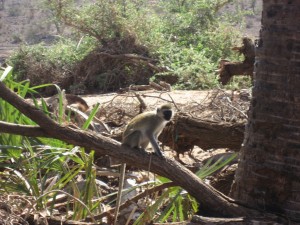 Vervet monkey