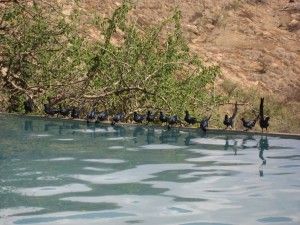 Birds by the pool