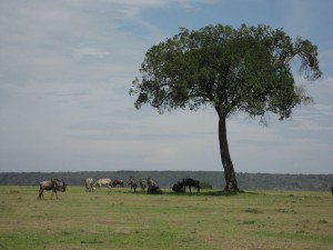 Zebras and wildebeests