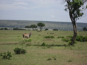 Eland