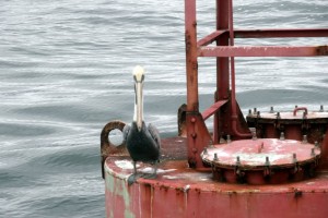 Pelican