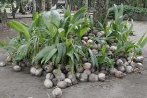 Coconuts