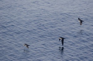 Sea birds