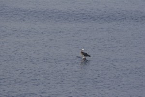 Bird Jesus (walking on water)