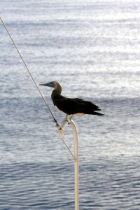 Brown booby