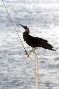 Brown booby