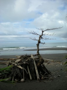 Driftwood