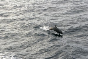 Tropical Spotted Dolphin