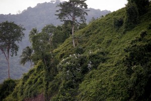 Birds on a hill