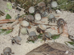 Hermit crabs