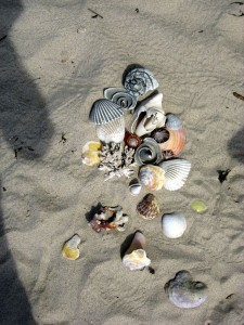 Shells