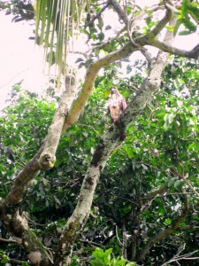 Mangrove Hawk