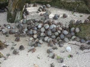 Hermit crabs attack an apple core