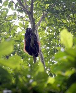 Howler monkey