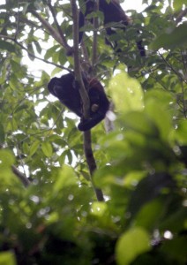 Howler monkey