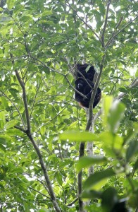 Howler monkey