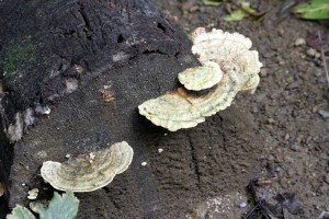 Fungus