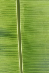 Palm frond