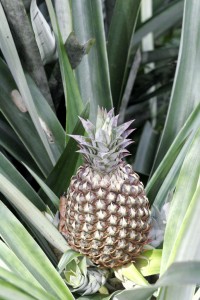 Pineapple