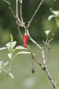 Pepper bush