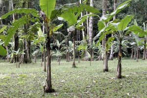 Palm tree nursery