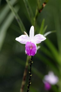 Orchid