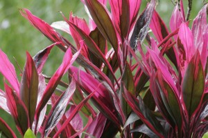 Red leaves