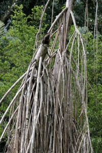 Weird tree roots