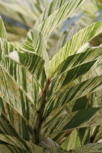 Striped plant