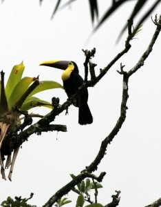 Toucan