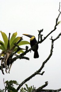 Toucan