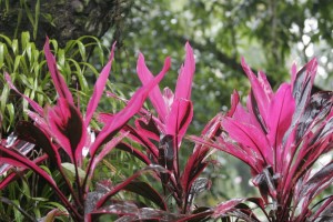 Red leaves