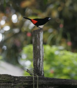 Bird on a post