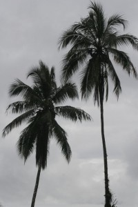 Palm trees