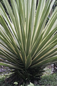 Pointy leaves