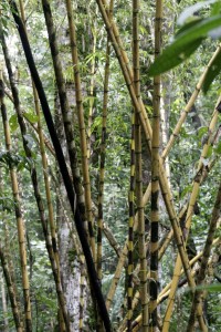 Bamboo