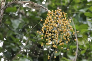 Tree seeds