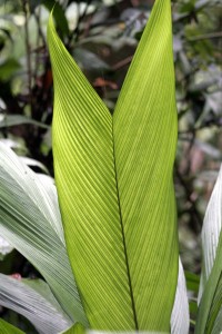 Bat fern!