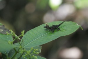 Forest denizen