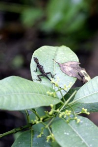 Forest denizen