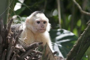 Pensive monkey