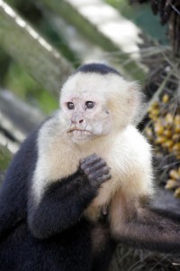 Wary monkey