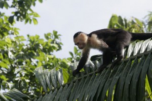 Climbing monkey