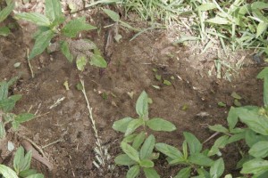 Leaf cutter ant parade