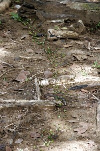 Leaf cutter ants on the move